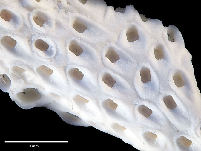 Senckenberg, Bryozoa, Bryozoen, Moostierchen, Sammlung Voigt