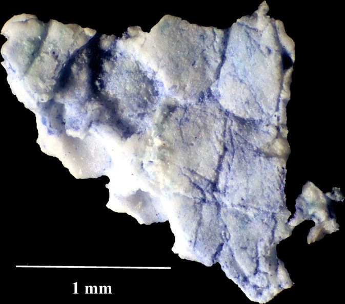 Senckenberg, Bryozoa, Bryozoen, Moostierchen, Sammlung Voigt