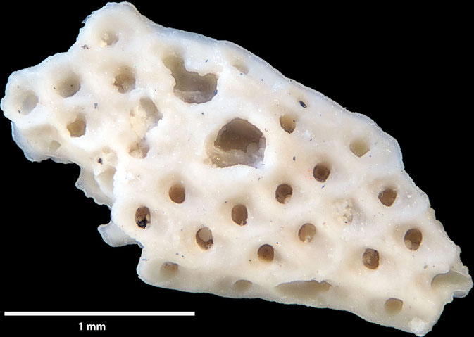 Senckenberg, Bryozoa, Bryozoen, Moostierchen, Sammlung Voigt