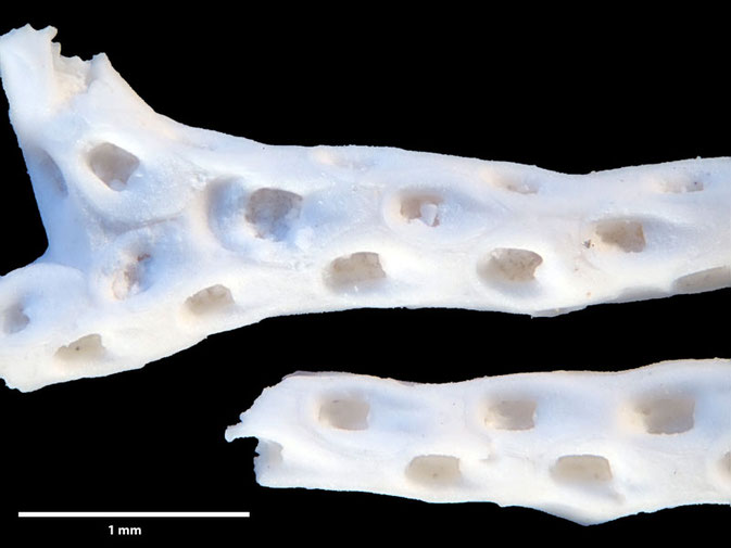 Senckenberg, Bryozoa, Bryozoen, Moostierchen, Sammlung Voigt