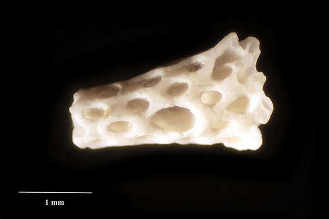 Senckenberg, Bryozoa, Bryozoen, Moostierchen, Sammlung Voigt