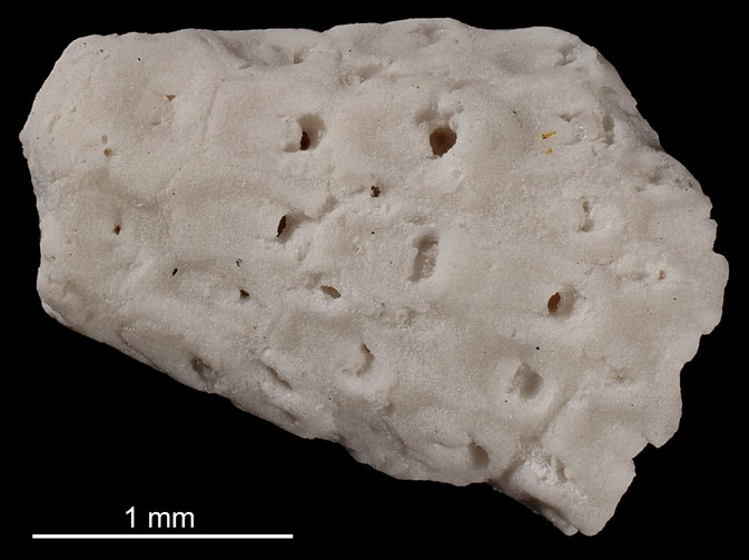 Senckenberg, Bryozoa, Bryozoen, Moostierchen, Sammlung Voigt