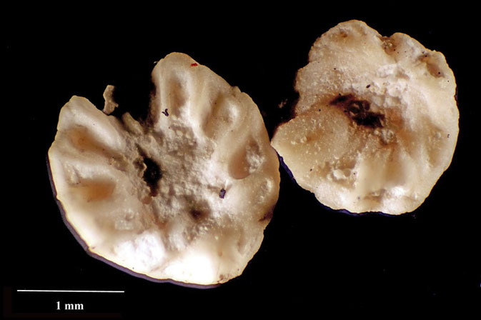 Senckenberg, Bryozoa, Bryozoen, Moostierchen, Sammlung Voigt