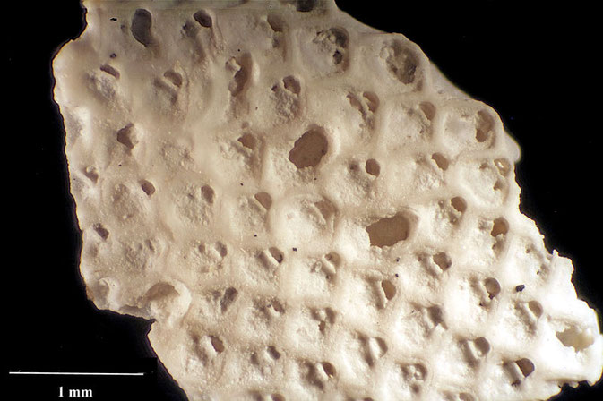 Senckenberg, Bryozoa, Bryozoen, Moostierchen, Sammlung Voigt