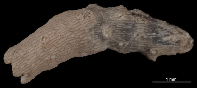 Senckenberg, Bryozoa, Bryozoen, Moostierchen, Sammlung Voigt