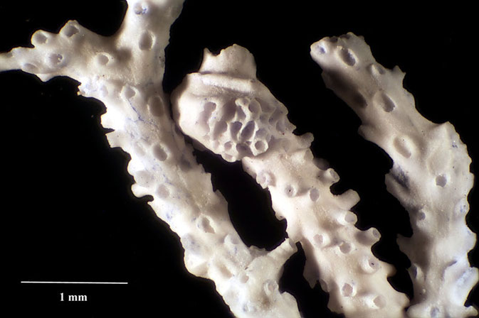 Senckenberg, Bryozoa, Bryozoen, Moostierchen, Sammlung Voigt