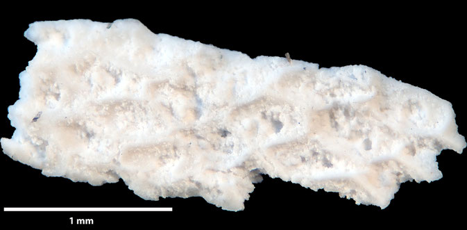 Senckenberg, Bryozoa, Bryozoen, Moostierchen, Sammlung Voigt