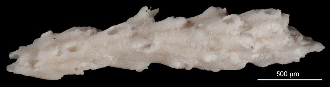 Senckenberg, Bryozoa, Bryozoen, Moostierchen, Sammlung Voigt