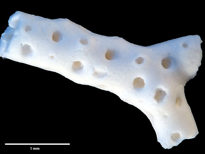 Senckenberg, Bryozoa, Bryozoen, Moostierchen, Sammlung Voigt