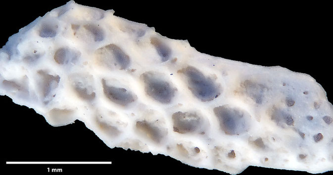 Senckenberg, Bryozoa, Bryozoen, Moostierchen, Sammlung Voigt