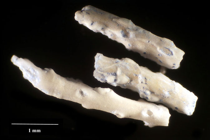 Senckenberg, Bryozoa, Bryozoen, Moostierchen, Sammlung Voigt