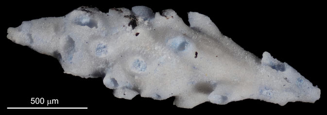 Senckenberg, Bryozoa, Bryozoen, Moostierchen, Sammlung Voigt