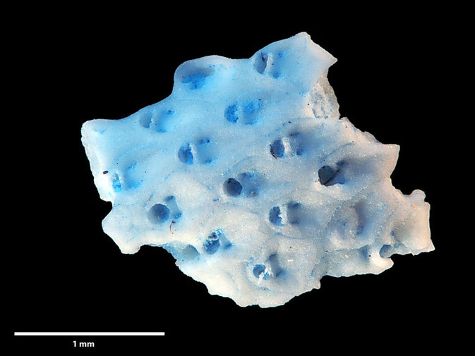 Senckenberg, Bryozoa, Bryozoen, Moostierchen, Sammlung Voigt