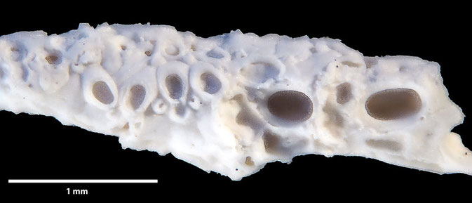 Senckenberg, Bryozoa, Bryozoen, Moostierchen, Sammlung Voigt