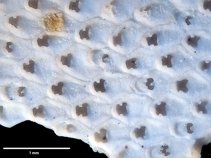 Senckenberg, Bryozoa, Bryozoen, Moostierchen, Sammlung Voigt