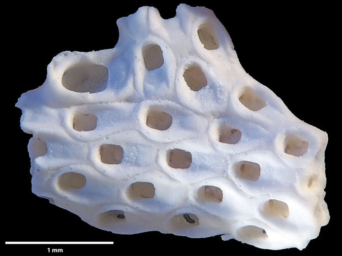 Senckenberg, Bryozoa, Bryozoen, Moostierchen, Sammlung Voigt