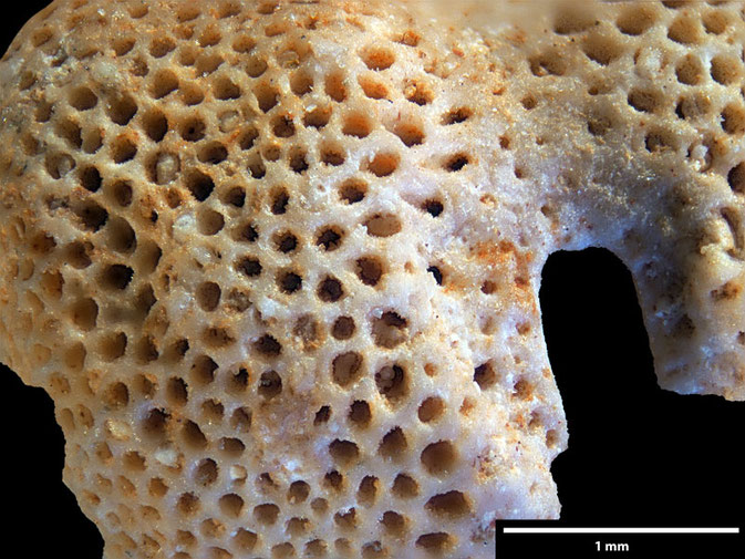 Senckenberg, Bryozoa, Bryozoen, Moostierchen, Sammlung Voigt