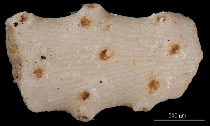 Senckenberg, Bryozoa, Bryozoen, Moostierchen, Sammlung Voigt