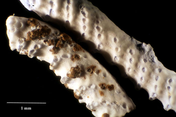 Senckenberg, Bryozoa, Bryozoen, Moostierchen, Sammlung Voigt