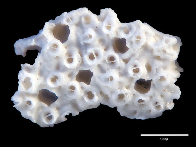 Senckenberg, Bryozoa, Bryozoen, Moostierchen, Sammlung Voigt