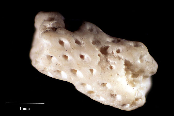 Senckenberg, Bryozoa, Bryozoen, Moostierchen, Sammlung Voigt