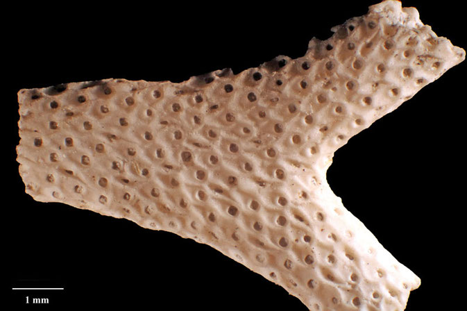 Senckenberg, Bryozoa, Bryozoen, Moostierchen, Sammlung Voigt