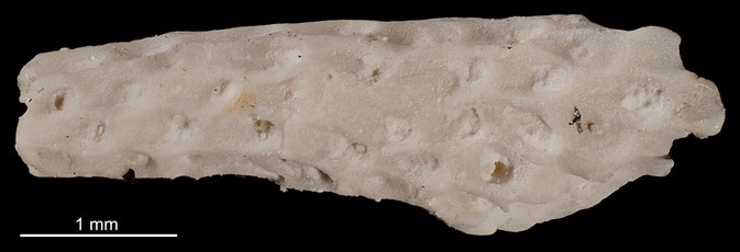 Senckenberg, Bryozoa, Bryozoen, Moostierchen, Sammlung Voigt