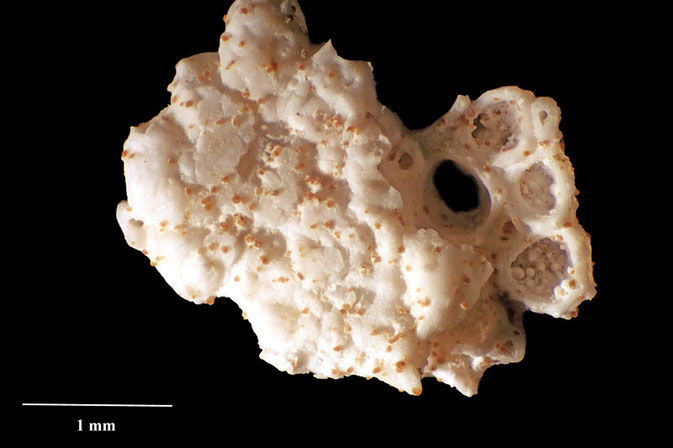 Senckenberg, Bryozoa, Bryozoen, Moostierchen, Sammlung Voigt