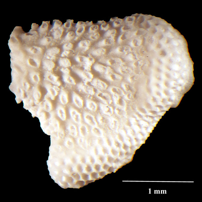 Senckenberg, Bryozoa, Bryozoen, Moostierchen, Sammlung Voigt