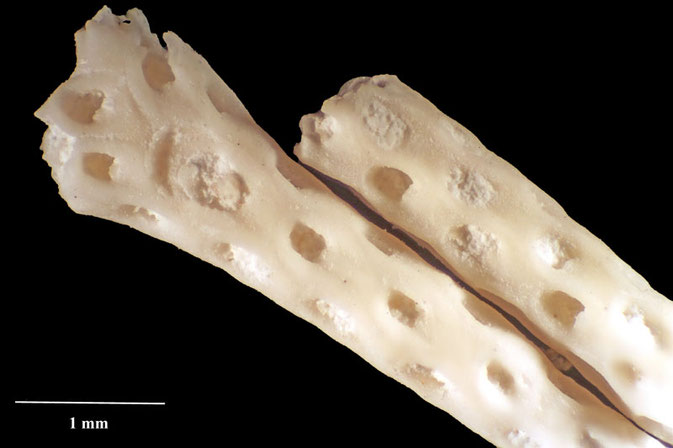 Senckenberg, Bryozoa, Bryozoen, Moostierchen, Sammlung Voigt