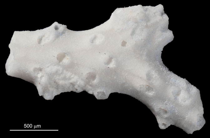 Senckenberg, Bryozoa, Bryozoen, Moostierchen, Sammlung Voigt