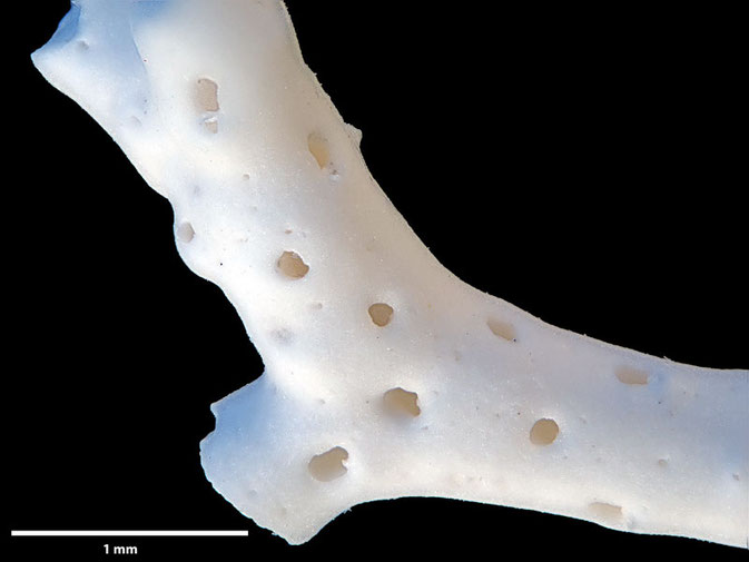 Senckenberg, Bryozoa, Bryozoen, Moostierchen, Sammlung Voigt