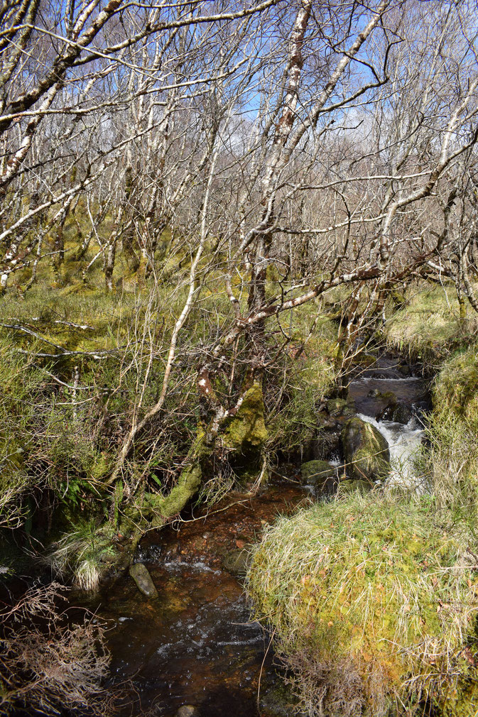 Inver birch woods, Raasay