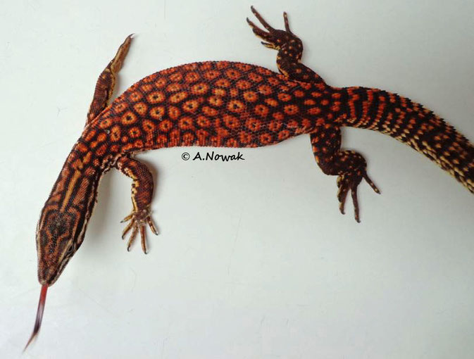 Red Ackie