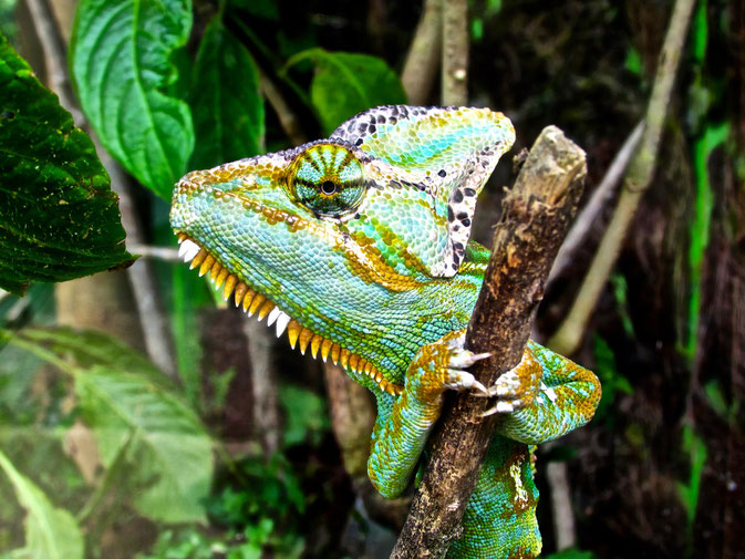 Chameleon in Colombia