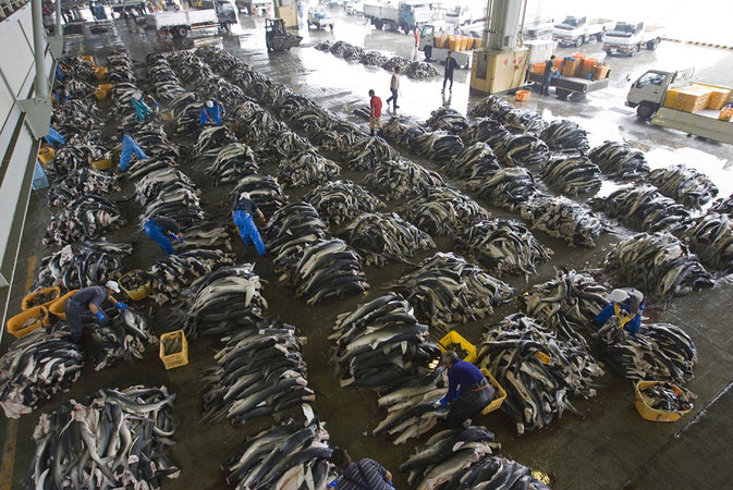 how many sharks die each year?
