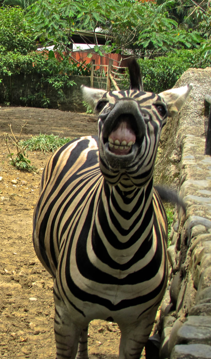 Say cheese!