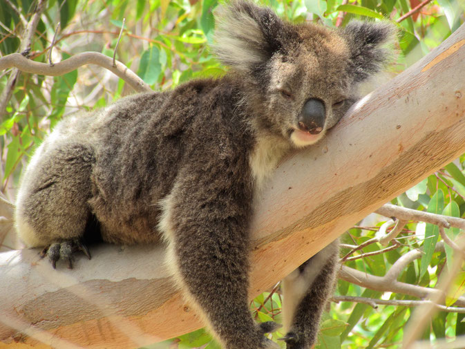 Lazy Koala in Perth