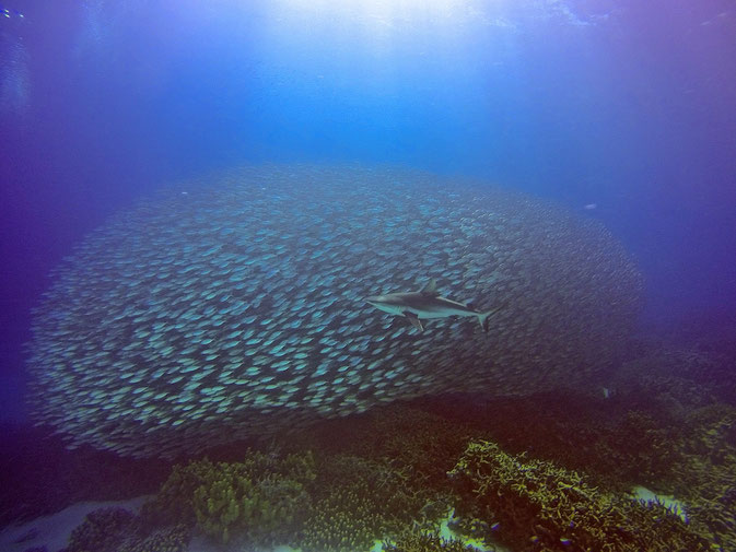 Girls that Scuba
