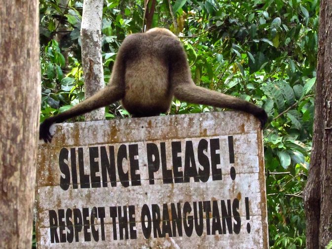 A cheeky gibon monkey doing what he's told