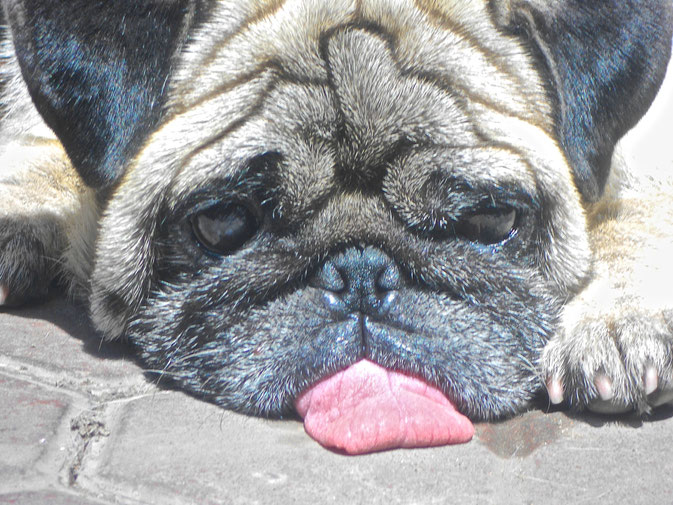 Lazy Pug, Kuta, Indonesia