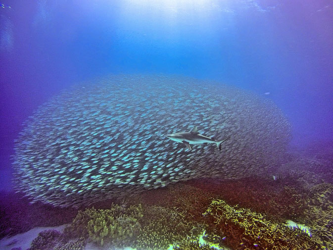 Truk Lagoon, Micronesia