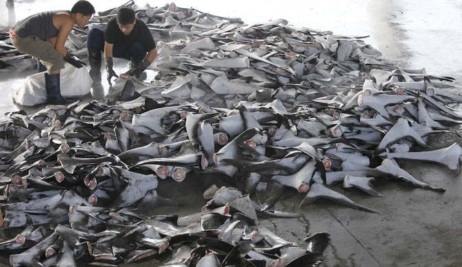 The Push to Stop the Killing of Sharks for Their Fins