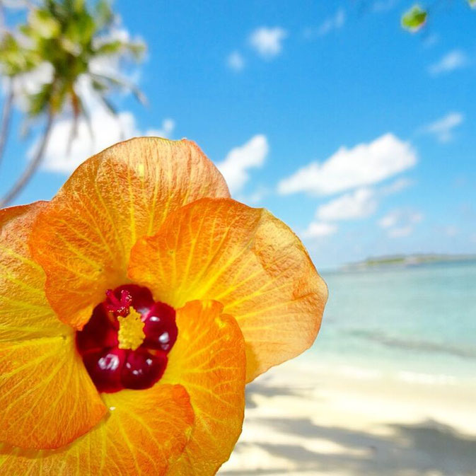 English teaching in the Maldives