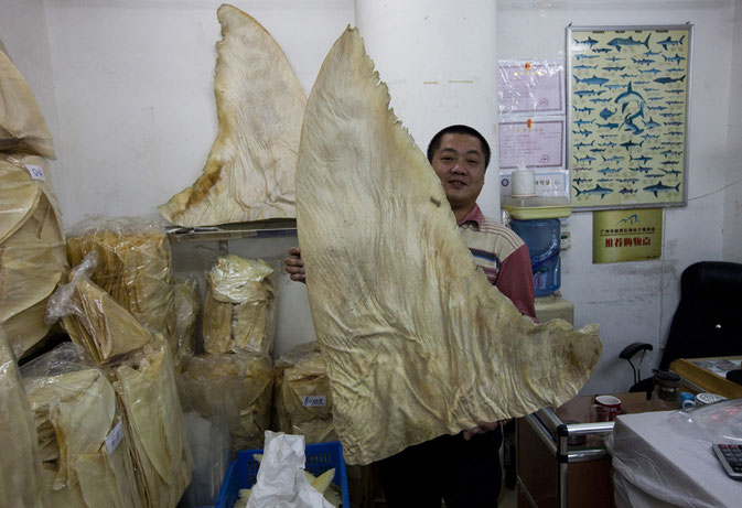 hong kong shark finning
