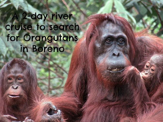 where to see orangutans