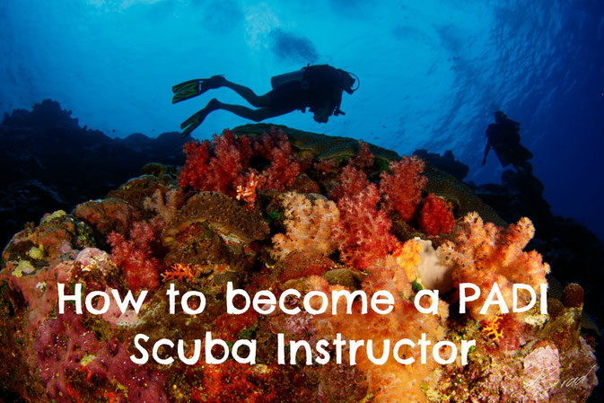 Scuba Diving courses