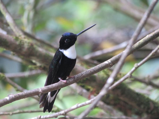 Animals Colombia