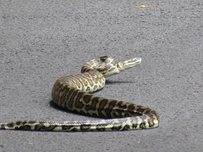 Random snake in Western Australia