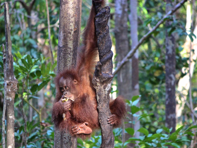 wherer to see organutans in the world